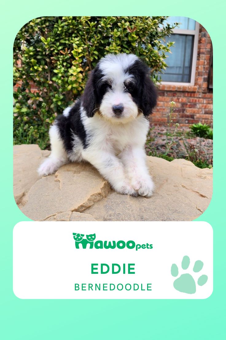 a black and white puppy sitting on top of a rock next to a green background