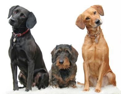 three dogs sitting next to each other in front of a white background with the words serving metro atlanta