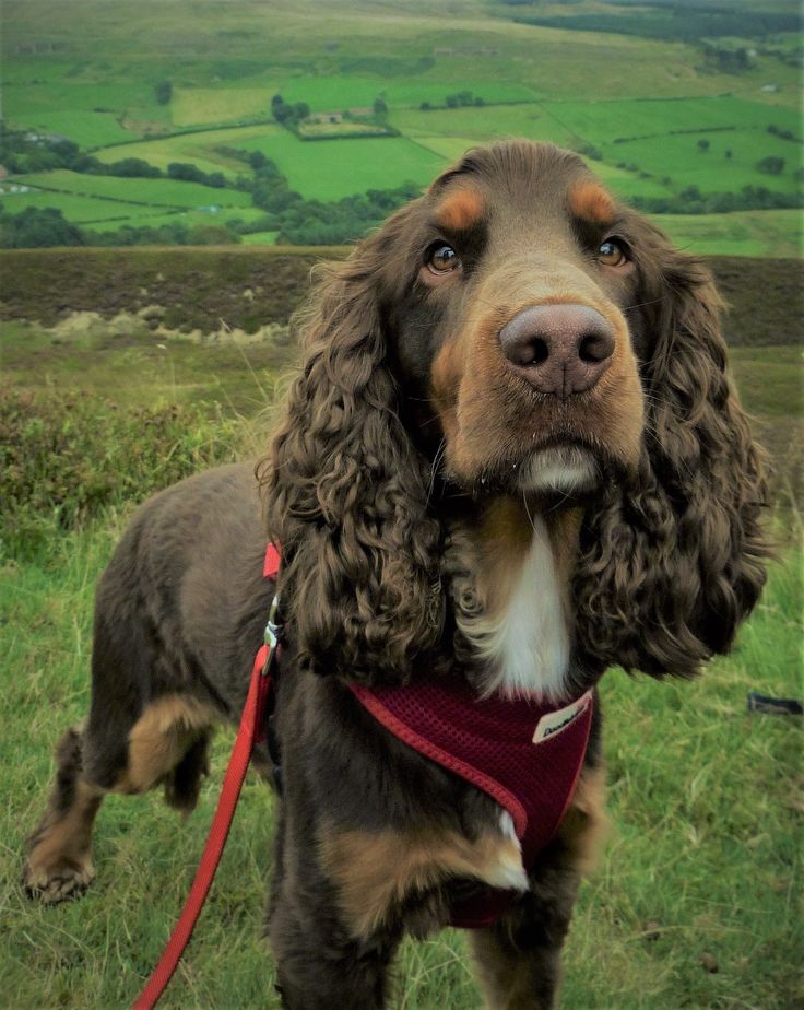 a brown and white dog standing on top of a grass covered field next to a lush green hillside