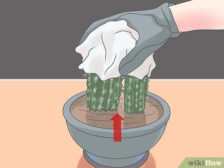 a person in gloves cleaning a potted plant