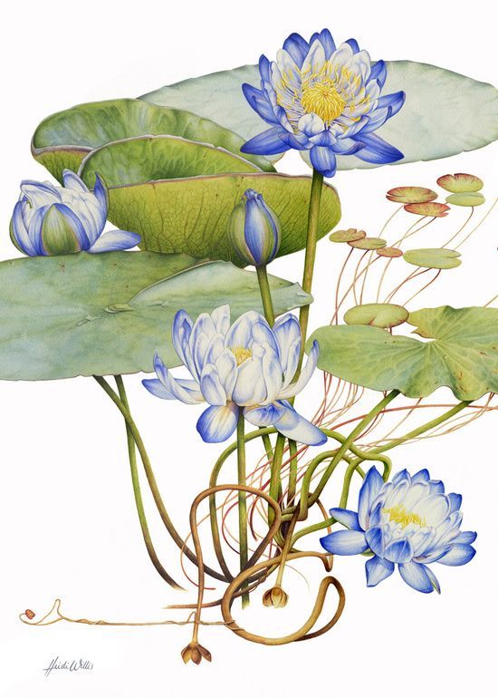 blue water lilies and green leaves on a white background