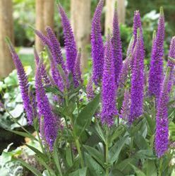 purple flowers are blooming in the garden