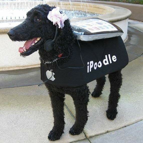 a black poodle wearing an apple ipod jacket and headphones on its back, standing in front of a fountain