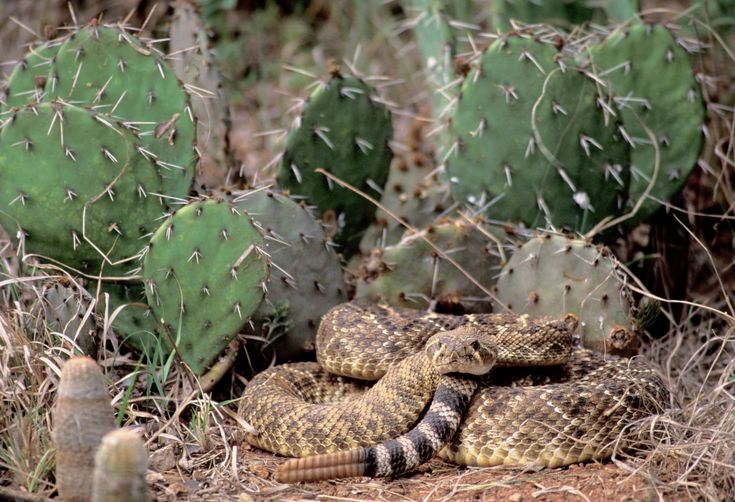 a snake is curled up on the ground in front of some cactuses and cacti