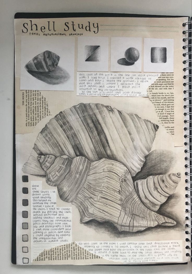 an open notebook with some drawings on top of it, including shells and seashells