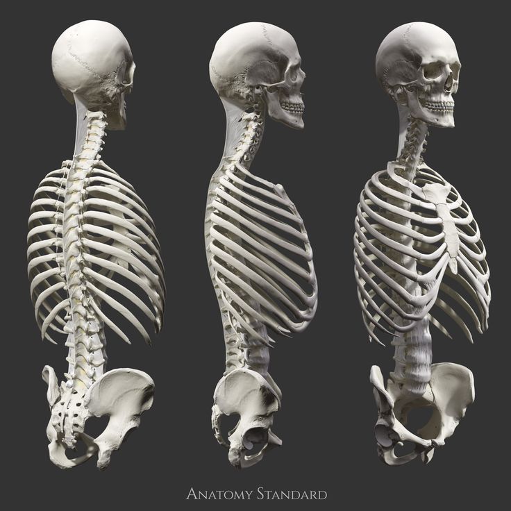 three different views of the human skeleton, each with an upper half and lower half