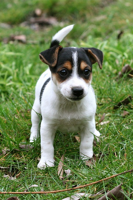 a small black and white dog standing in the grass