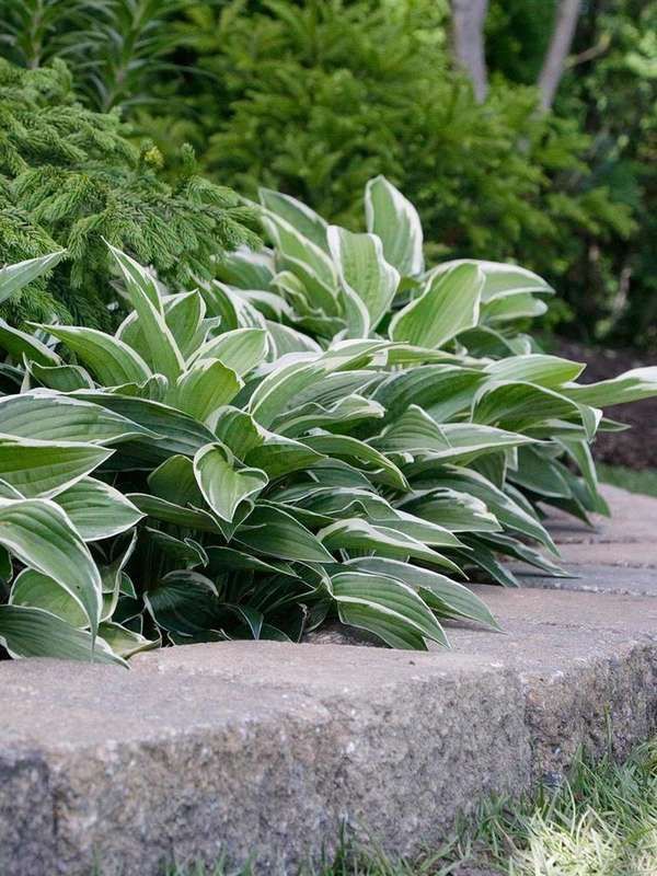 some very pretty green plants by the side of a stone wall with grass and bushes in the background