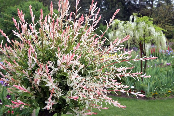 pink and white flowers in a garden setting