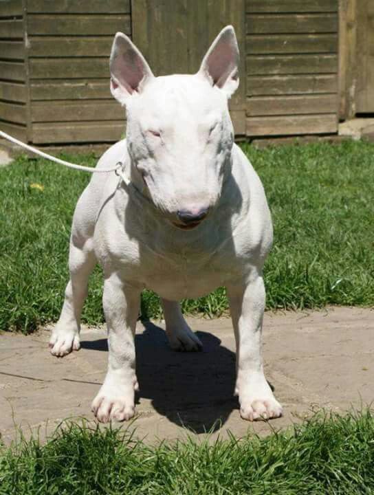 a white bull dog standing on top of a lush green field next to a wooden fence