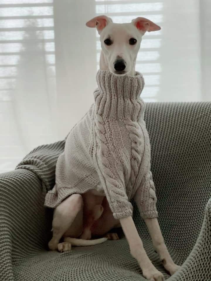 a dog in a sweater sitting on a couch