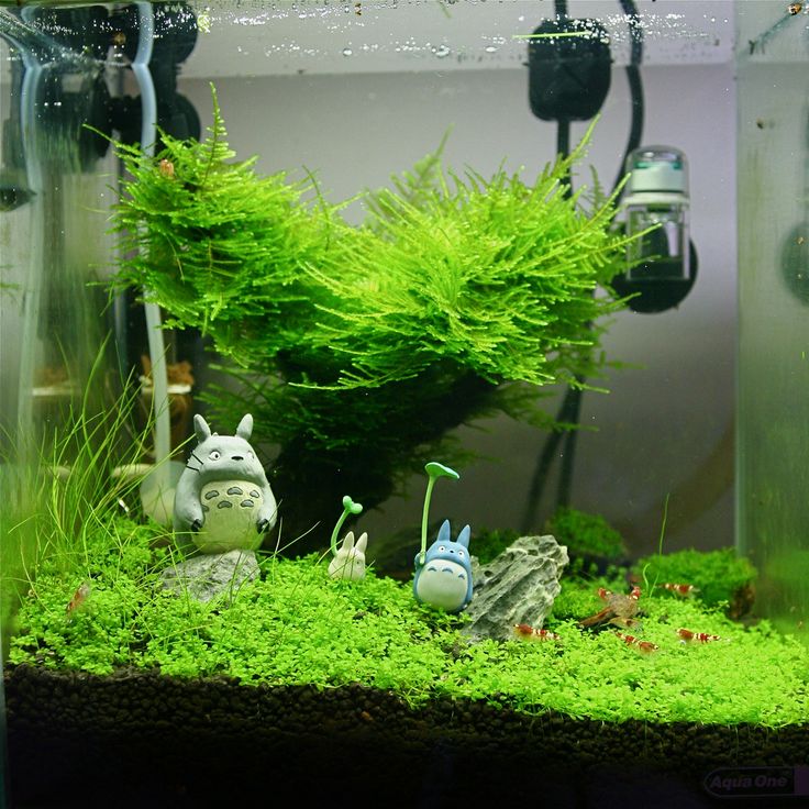 an aquarium filled with plants and animals in it