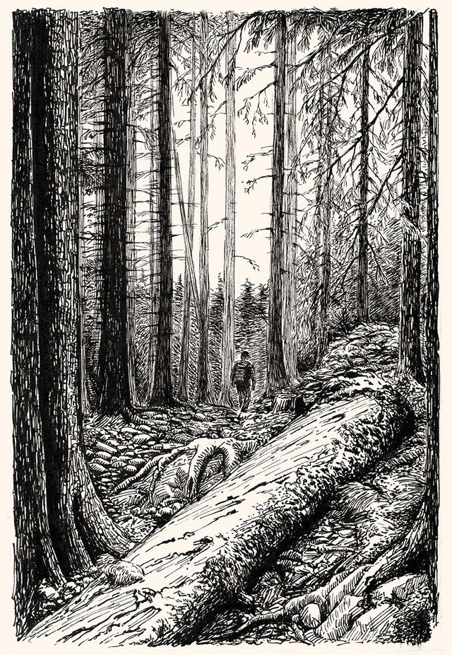 a black and white drawing of trees in the woods with fallen logs on the ground