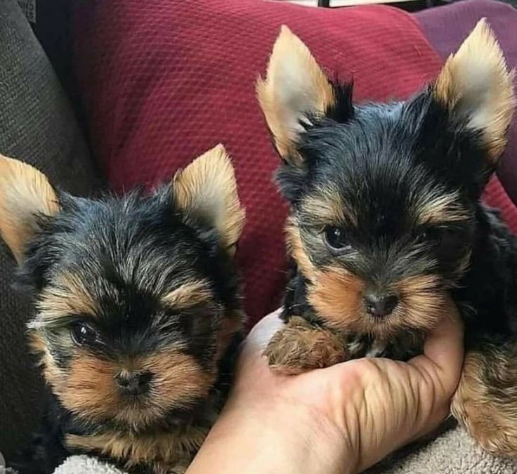 two small dogs are being held by someone