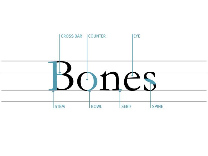 the words bones are shown in different font styles and colors, along with their corresponding names