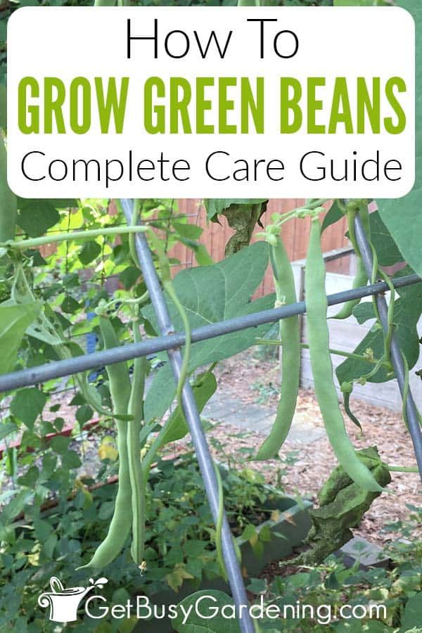 green beans growing in the garden with text overlay that reads how to grow green beans complete care guide