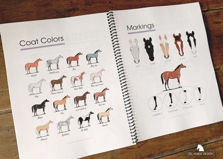 an open book showing different types of horses on a wooden table with text that reads, coat colors