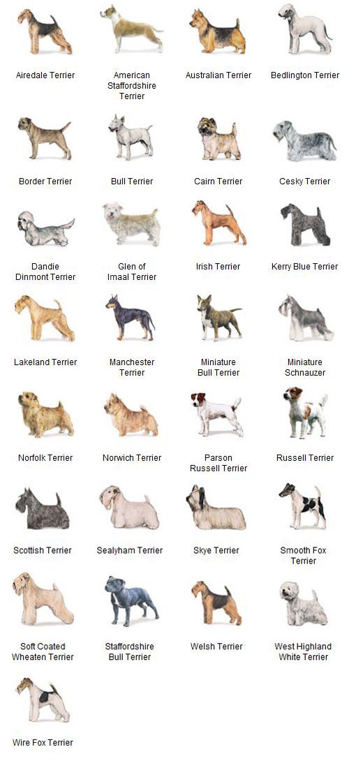 an image of dogs that are in different colors and sizes on a white background with the names