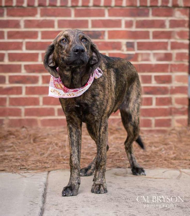 a brown dog standing on top of a sidewalk next to a red brick wall with a bandanna around it's neck