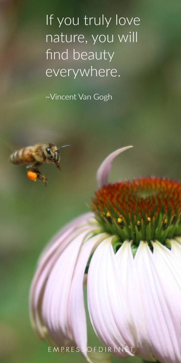 a bee flying over a flower with a quote on it that says if you truly love nature, you will find beauty everywhere