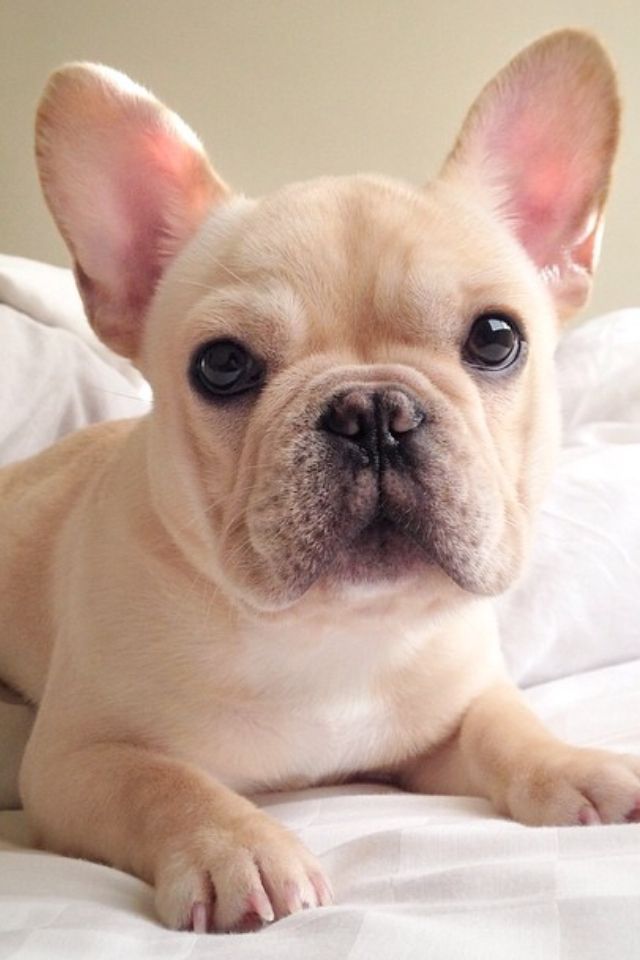 a small dog laying on top of a bed