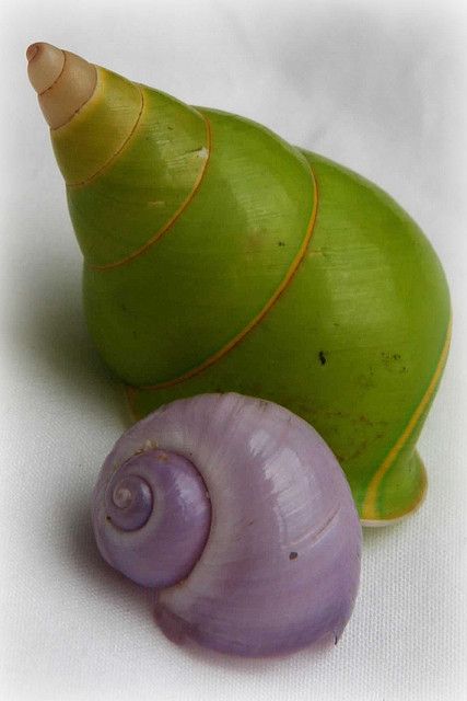 two sea shells sitting next to each other on a white tableclothed surface, one is green and the other is purple