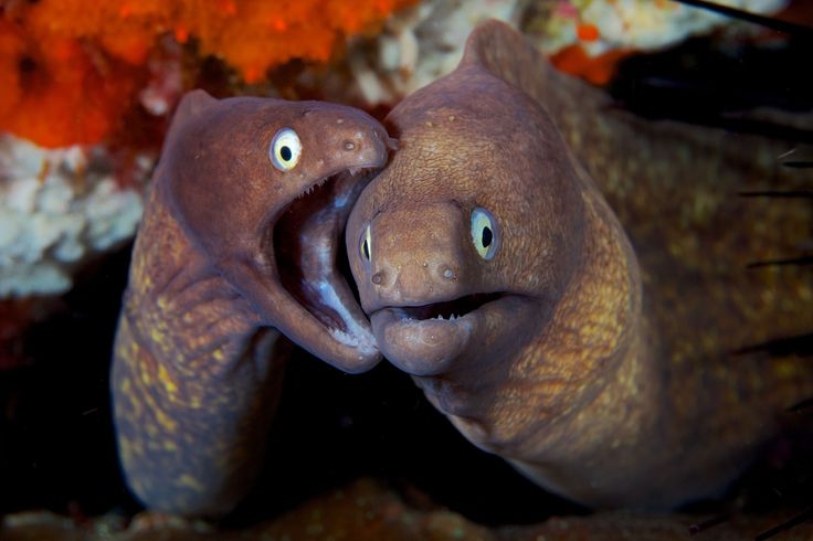 an octopus with its mouth open and it's eyes wide open looking at the camera