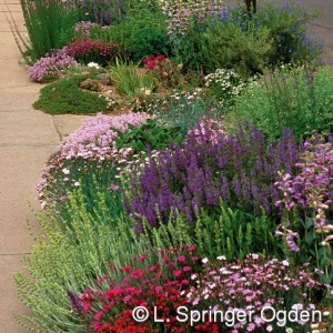 the flowers are blooming all over the sidewalk