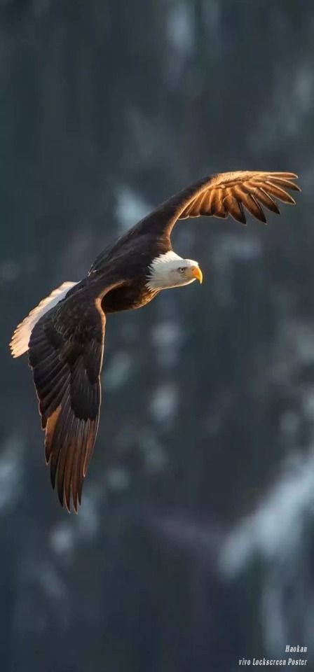 an eagle soaring through the air with its wings spread