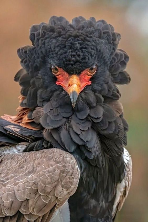 a close up of a black and brown bird