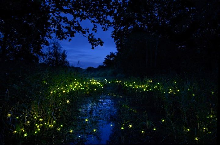 some lights that are on the ground in the grass near water and trees at night