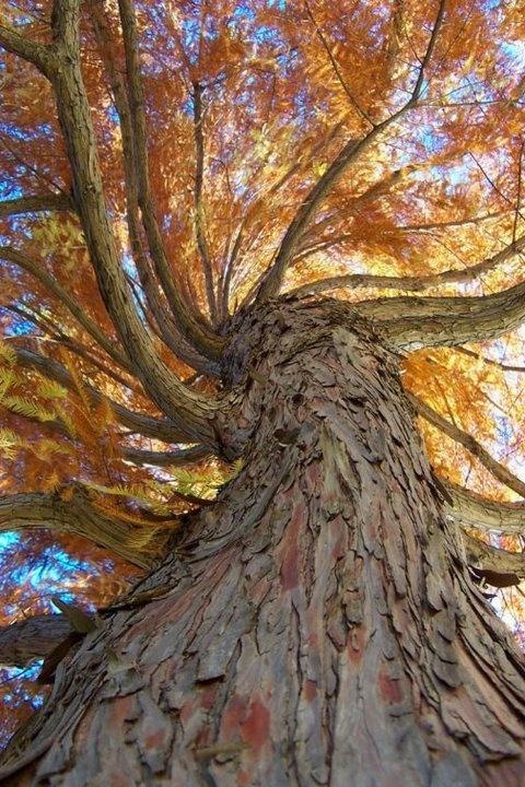 looking up at the top of a tall tree