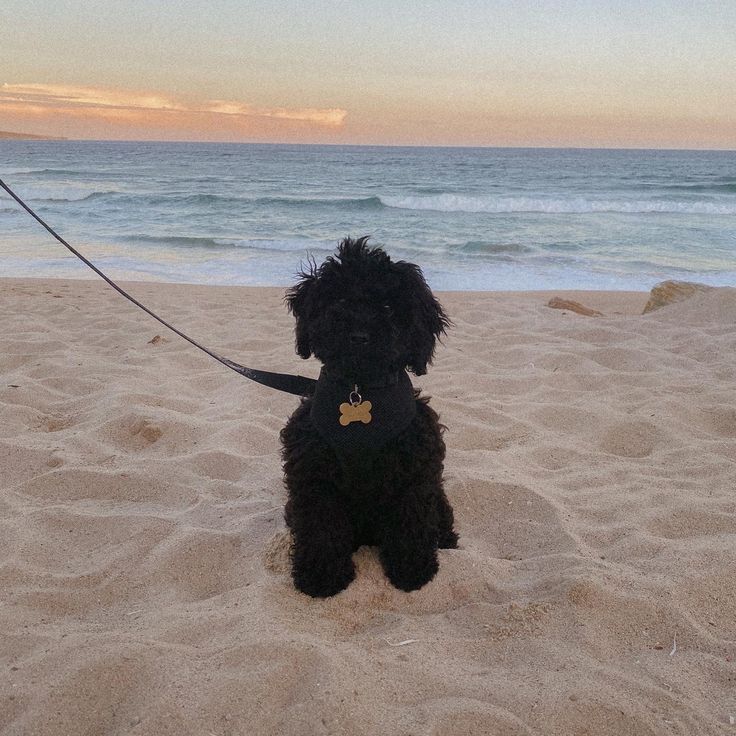 a small black dog sitting on top of a sandy beach next to the ocean at sunset