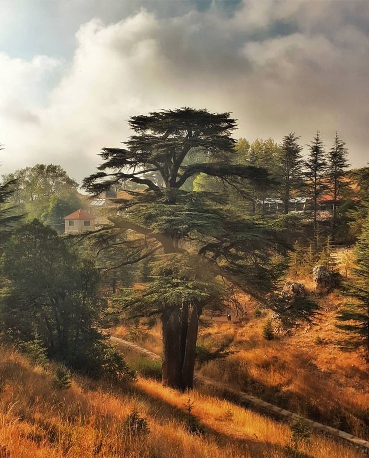 trees on the side of a hill with brown grass and yellow grass around them, under a cloudy sky