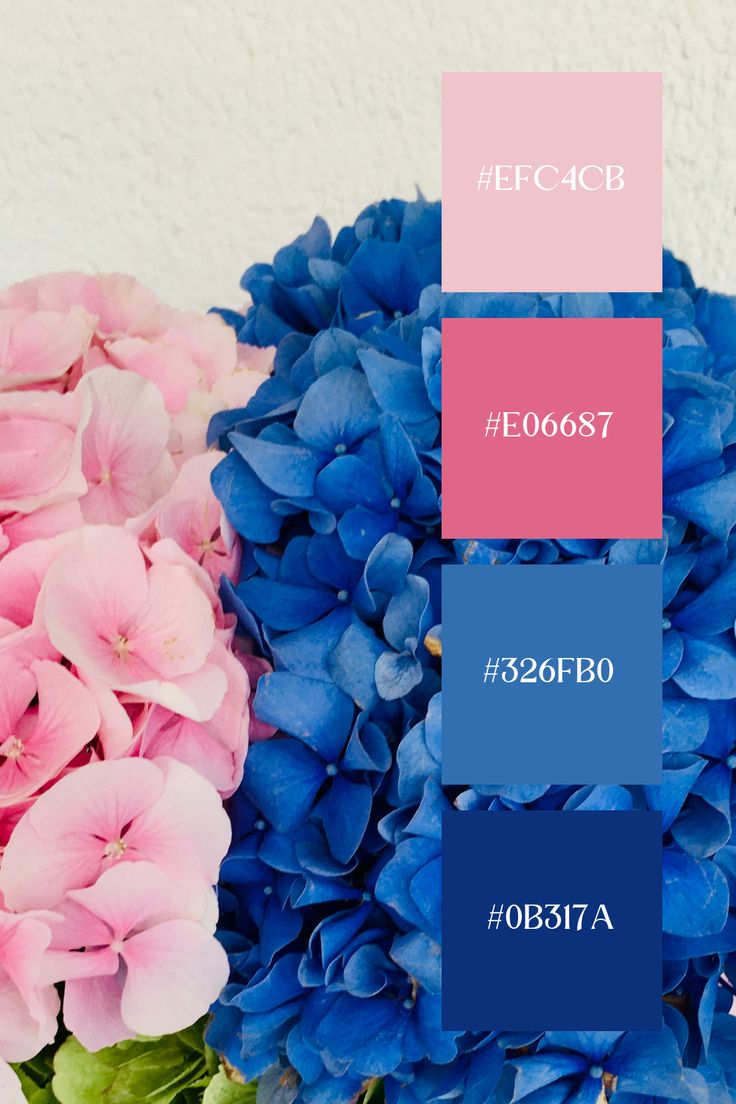 blue and pink hydrangeas with the same color scheme