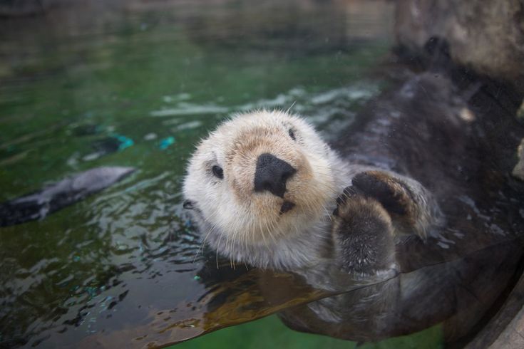 an otter swimming in the water with its head above the surface