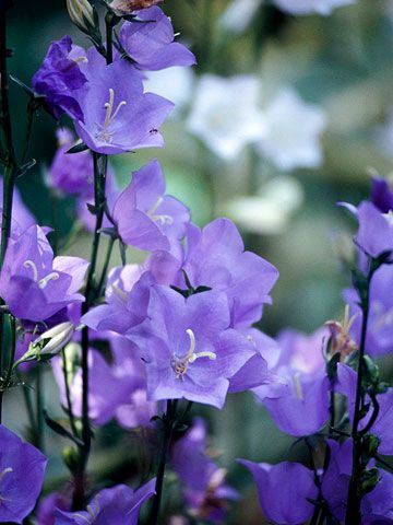 purple flowers are blooming in the garden