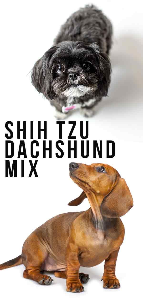 two small dogs standing next to each other with the words shih tzu dachshund mix