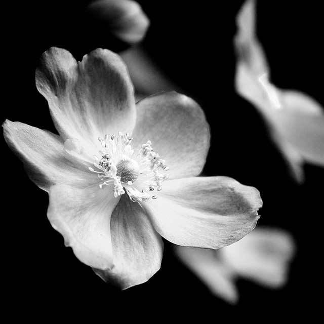 a black and white photo of a flower