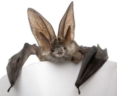 a bat hanging upside down on a white surface