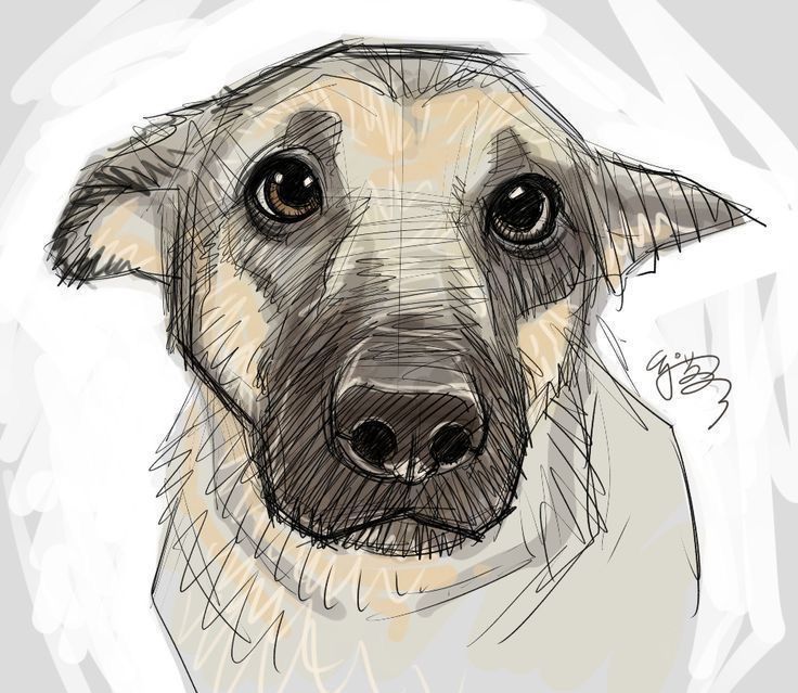 a drawing of a dog's face with a collar around its neck and nose