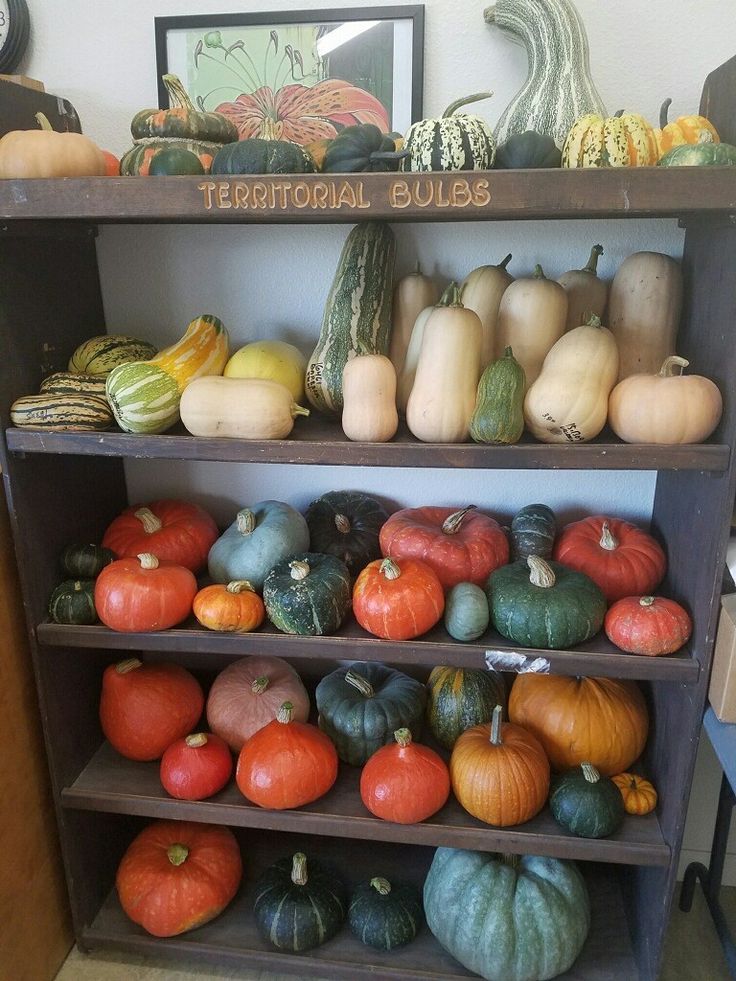 there are many different types of pumpkins on the shelves