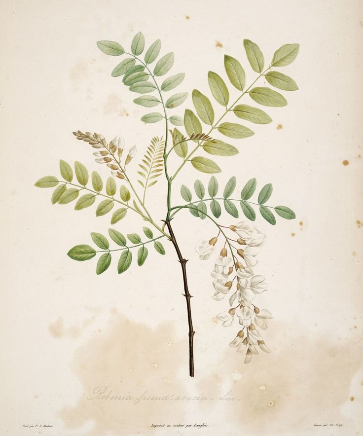 a watercolor painting of a branch with white flowers and green leaves