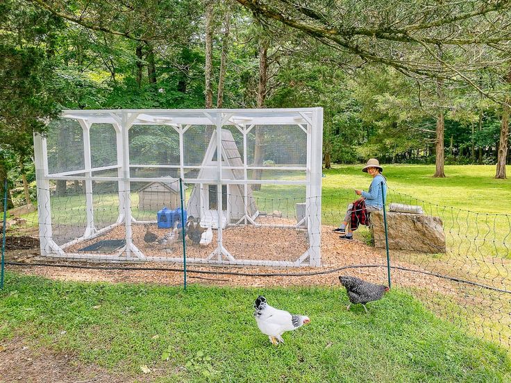 two chickens are standing in the grass next to a chicken coop and a man sitting on a bench