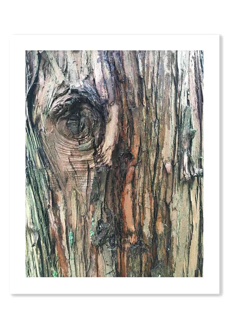 the bark of a tree with an eye in it