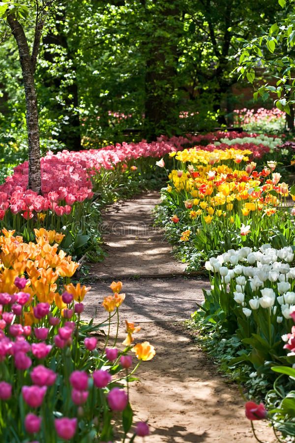 colorful tulips and other flowers line a path in a garden with trees on either side