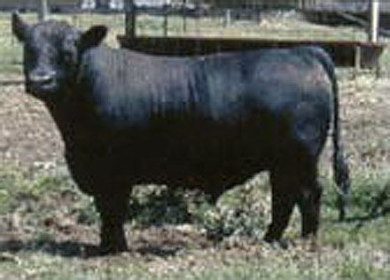 a black cow standing on top of a grass covered field