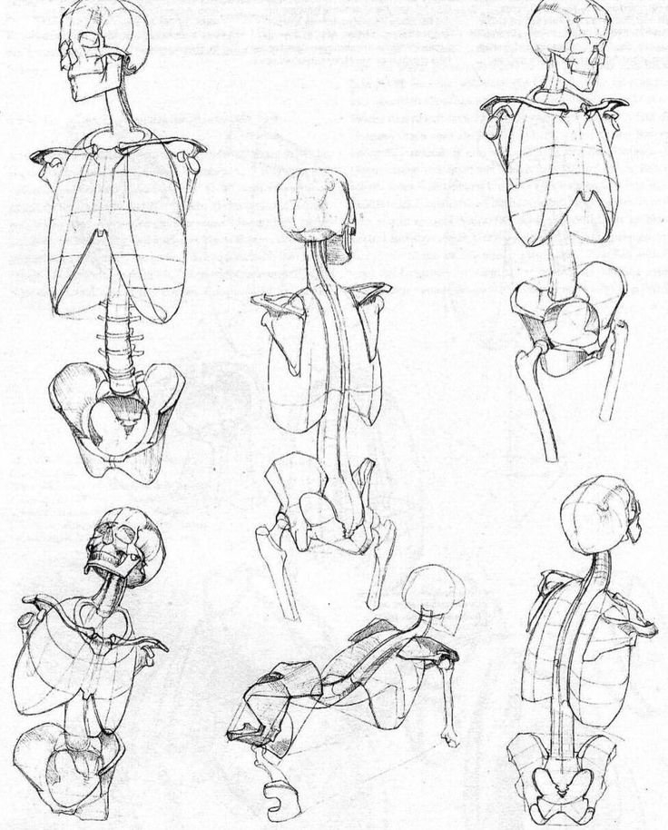 an image of sketches of human body and postures in various positions, from the back to the front