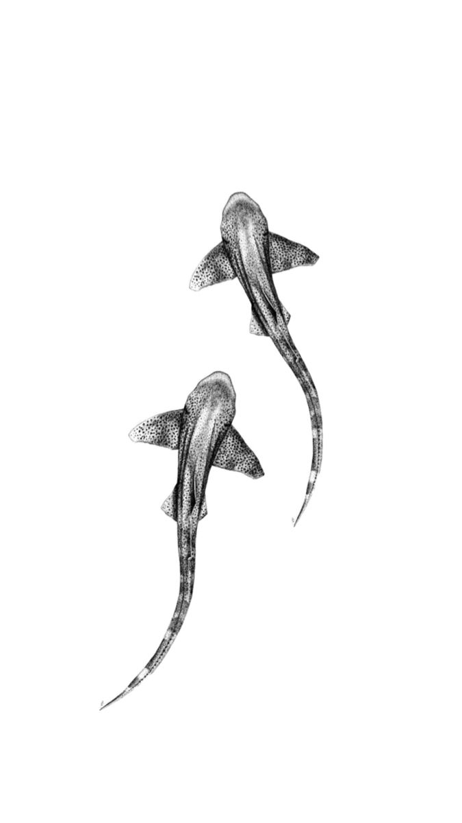 two black and white drawings of fish flying in the air with their tails spread out