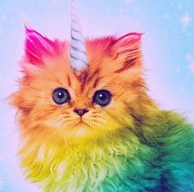 a cat with a unicorn horn on it's head